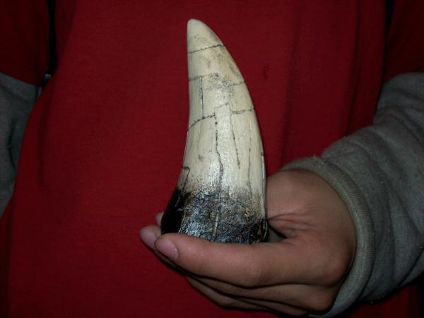 Tyrannosaurus tooth. 4 1/2 inches in length.