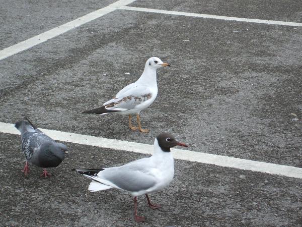 Black-Headed Gulls (Keehar from Watership Down) and a feral pigeon . The rear Gull is a juvenile but they all lose their black heads in the winter. The fella at the front has only just got his back as shown by the white flecks at the front. His beak will get redder too. 
The birds are looking for scraps in a car park but the Starlings get all my leftovers but sadly they keep moving and are hard to photograph. This behaviour, relatively new to the Gulls has also been taken up apparently by Sea Eagles released in the Scottish Islands but is unlikely to catch on amongst them as it takes more than a few scraps to satisfy an Eagle.