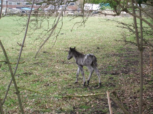 A baby horse or 'Foal'. This little guy is less than a week old and has to sit down a lot.