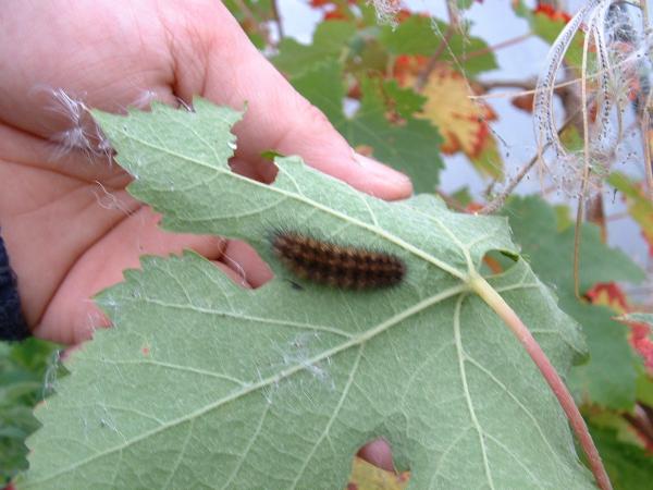 Fluffy in october 2009. He's sitting on the underside of a Grape Vine leaf.