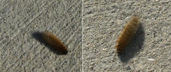 two caterpillars