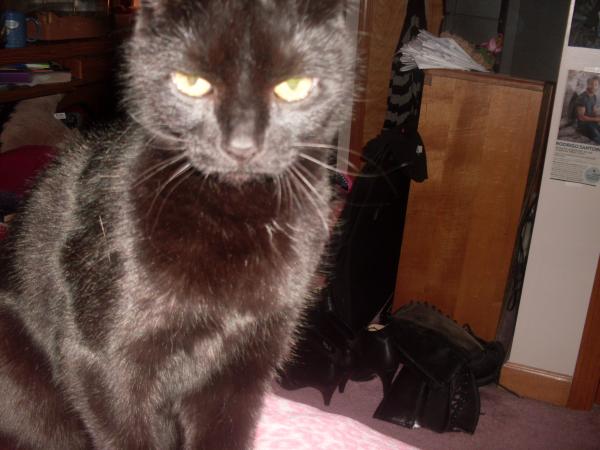 My kitty cat, Lil, looking very evil.