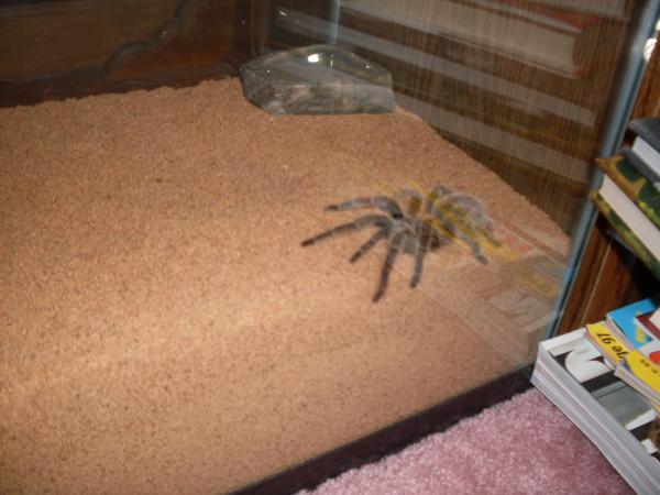 My rose hair tarantula, Cleo. She's very cuddly and actually likes being handled.