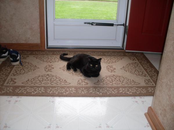 Lil chillin' out on her favorite rug in front of the front door.