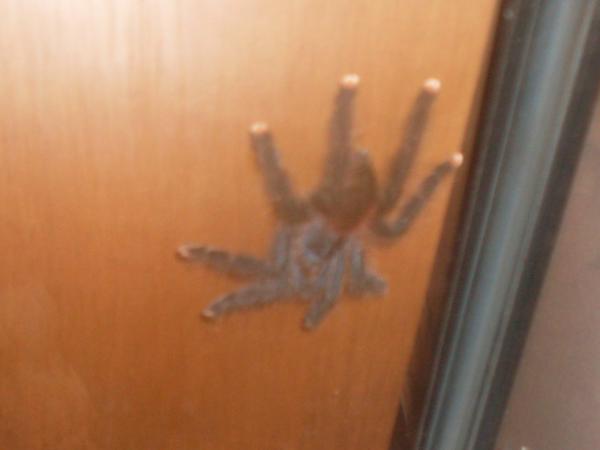 My pink toe tarantula, Bella. She's very fast. :P