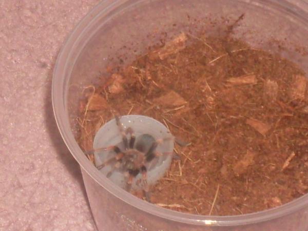 My mexican red knee tarantula, Jasmine.