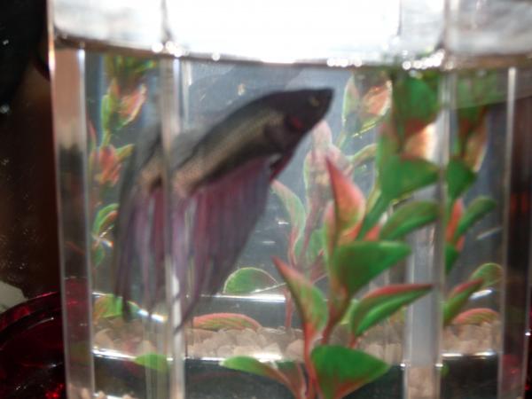 My betta fish, Mr. Todd. He's like, the most sociable fish in the world, I swear. :P